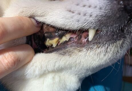 Do you look in your pet's mouth? - STONE RIDGE VETERINARY SERVICES LTD